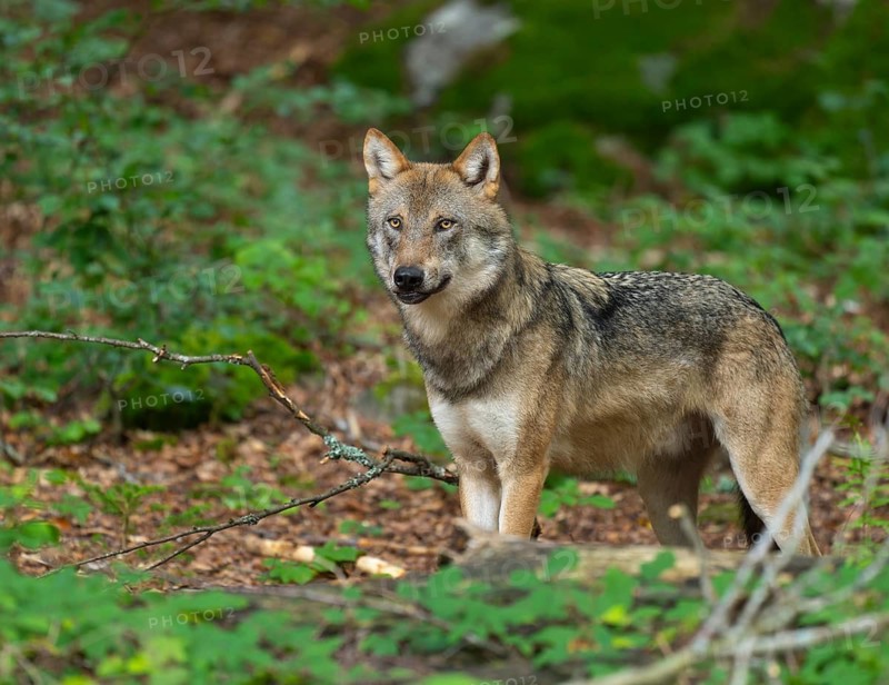 Wolf (Canis lupus) standing in the forest and looking attentively, captive, Bavarian Forest National Park, Bavaria, Germany