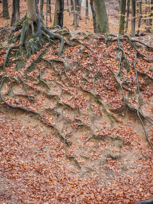Branched beech roots dig into the soil, Sauerland, North Rhine-Westphalia, Germany