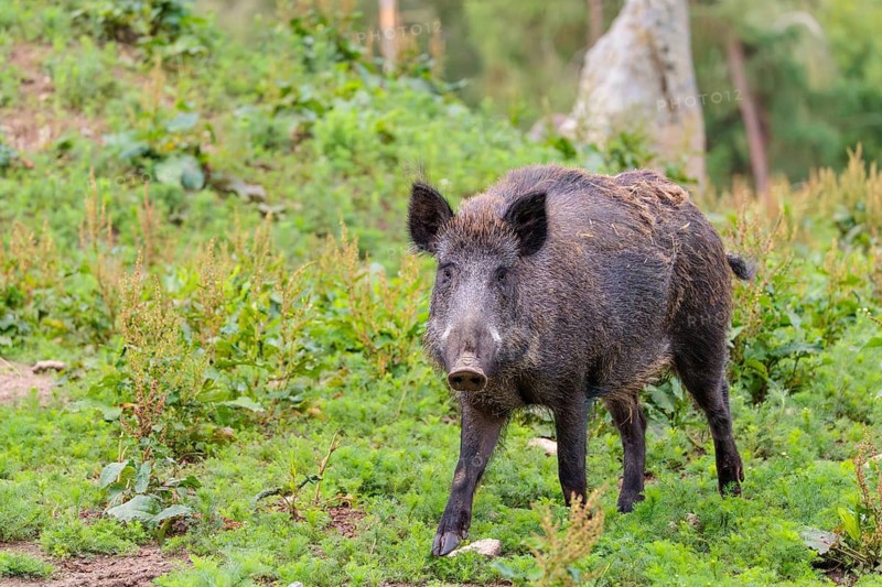 A female wild boar (Sus scrofa) is out foraging in a green clearing on an overcast day. Bavaria, Germany