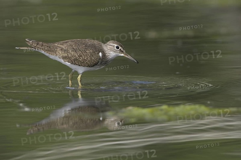 Common Sandpiper (Actitis hypoleucos), Saxony, Germany