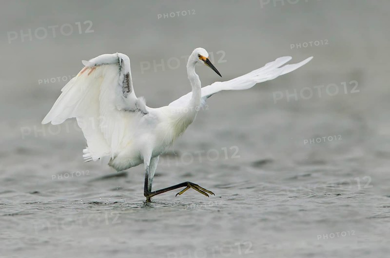 Little Egret (Egretta garzetta) foraging, Victoria, Australia