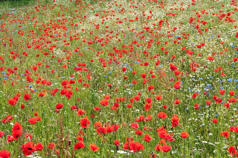 Flanders poppy, corn poppy, poppy, poppy, poppy, papaver rhoeas, papaveraceae, field strips, field weeds, common poppy, coquelicot, corn poppy, corn rose, field edge, field poppy, flora, plants, red poppy, red weed, summer, summer