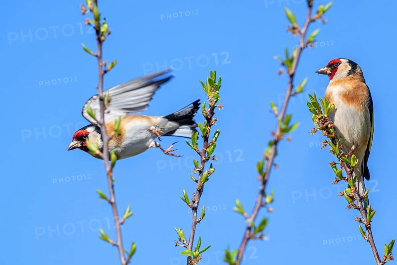 Two European goldfinches (Carduelis carduelis carduelis) adult males perched in shrub with one male taking off in spring