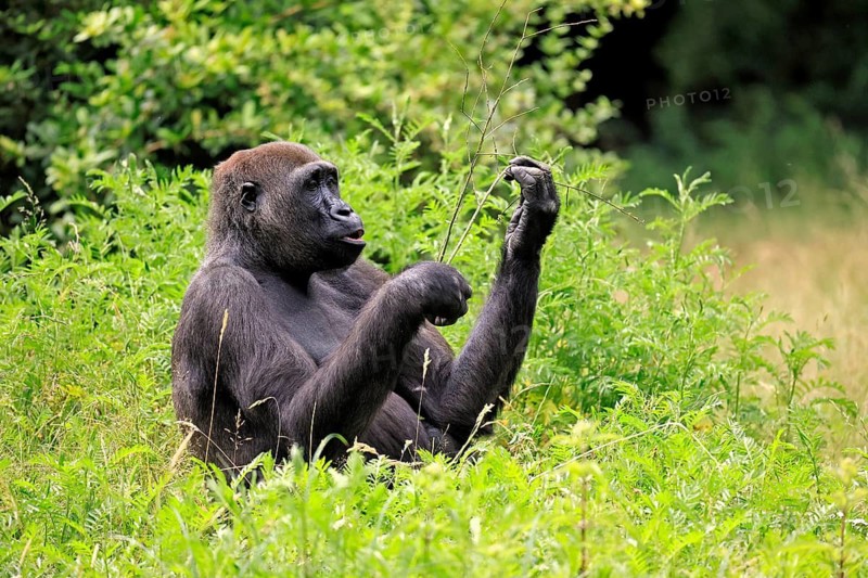 Western gorilla (Gorilla gorilla), adult, female, portrait, sitting, meadow