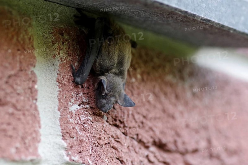 Broad-winged bat (Cnephaeus serotinus), resting, house wall, close-up, North Rhine-Westphalia, Germany