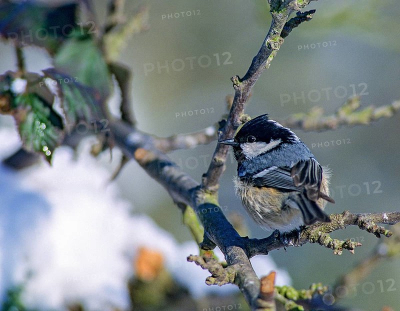 Coal tit, parus ater, periparus ater, pine tit, birds, leo, tit, passeri, songbirds, songbirds, tits, birds, winter