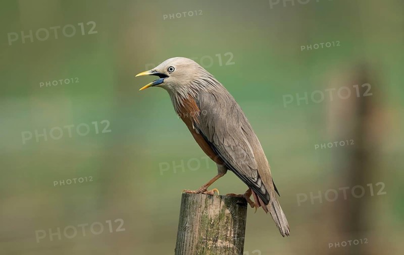 Chestnut-tailed Starling (Sturnia malabarica) calling while perched on a wooden post, Sreepur, Gazipur, Bangladesh