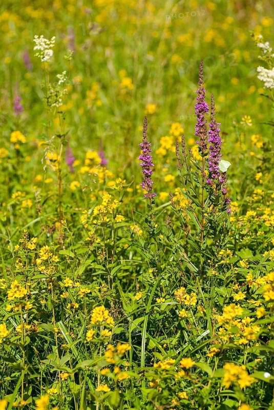Bloodwillow, common willow, common willow, lysimachia vulgaris, lythraceae, lythrum salicaria, primrose, primulaceae, willow meadow, flora, garden loosestrife, gilbweiderich, high size, portrait, perennial, plants, purple lyse Thrum, Spiked Loosestrife, Yellow Loosestrife