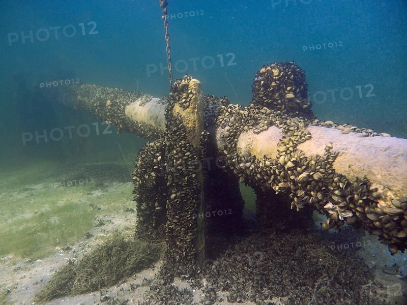 Pipe in clear water, densely overgrown with quagga triangle mussels (Dreissena rostriformis bugensis), invasive species, surrounded by algae and clear blue, Wildsau dive site, Berlingen, Lake Constance, Switzerland, Germany