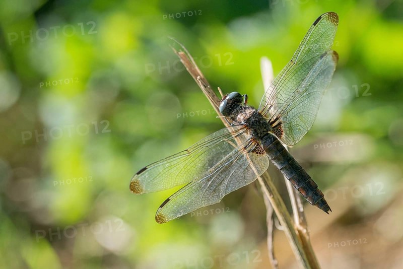 Libellula fulva, scarce chaser, spike spot, anisoptera, damselflies, dragonflies, insects, dragonflies, odonata