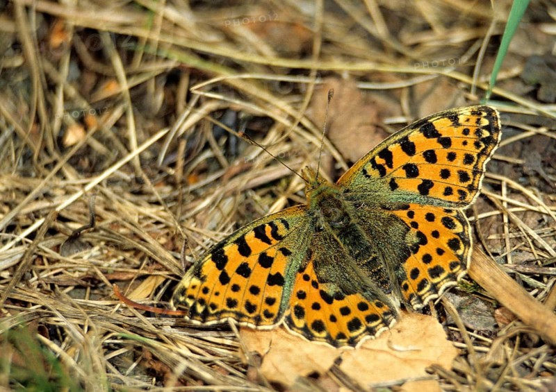 Argynnis Lathonia, Issoria Lathonia, Little Mother of Pearl Butterfly, Queen of Spain Fritillary, Butterfly, Insects, Leo, Butterfly, Butterflies