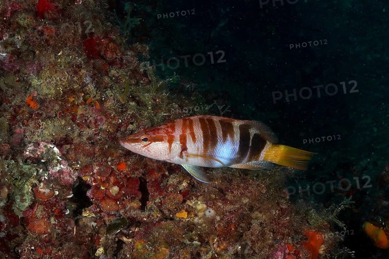 Colourful scribe wrasse (Serranus scriba) against a dark background and corals in the sea, dive site: Cap de Creus Marine Reserve, Rosas, Costa Brava, Spain, Mediterranean Sea