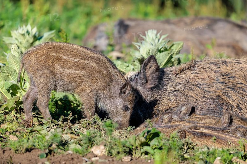 A female wild boar (Sus scrofa) rests with her piglets on a sunny morning in a green clearing. Bavaria, Germany