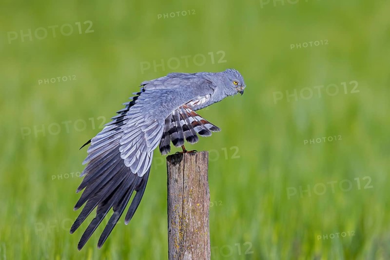 Montagu's harrier (Circus pygargus) adult male perched on old wooden fence post and stretching wing in wheat field, cornfield in spring