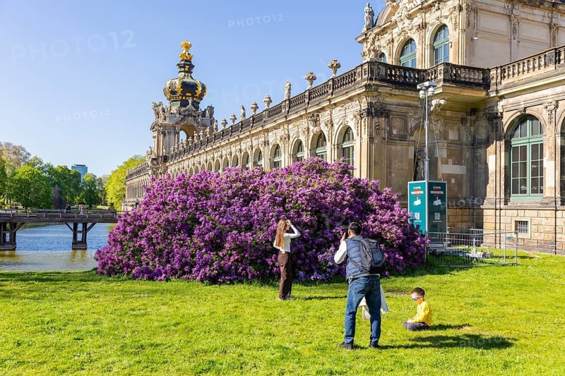 Cheerfully over the trampling tourists in front of the magnificent lilac bushes at the Langgalerie des Zwinger, Dresden, Saxony, Germany
