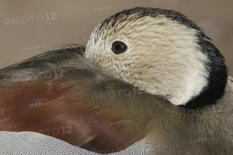 Ringed Teal (Callonetta leucophrys), Arizona, USA