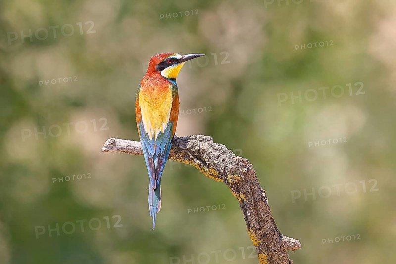 European bee-eater (Merops apiaster) perched on a branch, Lake Neusiedl, Burgenland, Austria