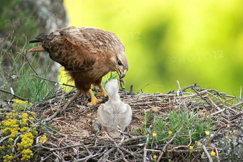 Accipitriformes, eagle buzzard, Buteo Rufinus, long-legged buzzard, birds, Bulgaria, eagle, female, birds of prey, leo, raptor, raptors, birds, female