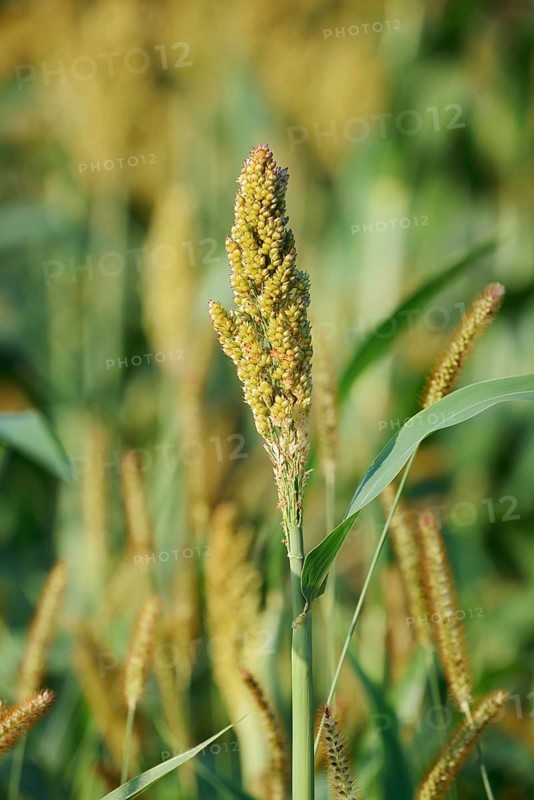 Sorghum bicolor, Alsace, Grand Est, France