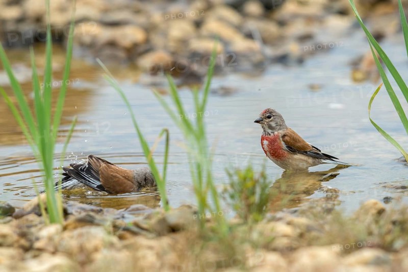 Acanthis cannabina, bloodbird, linaria cannabina, linnet, bath, bird bath, birds, hanfling, passeri, songbirds, potion, birdbath, birds, watering place