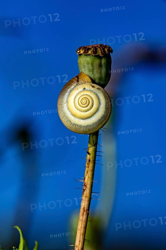 A snail on a plant stem against a clear blue sky, detailed spiral-shaped shell, Carthusian snail near Herleshausen, Germany (Monacha cartusiana)