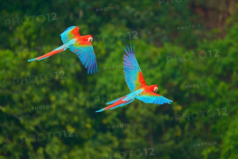 Two colourful macaws flying synchronously over the lush tropical forest, Green-winged Macaw, or Dark-red Macaw (Ara chloroptera), Buraco Das Araras, Bonito, Pantanal, Brazil