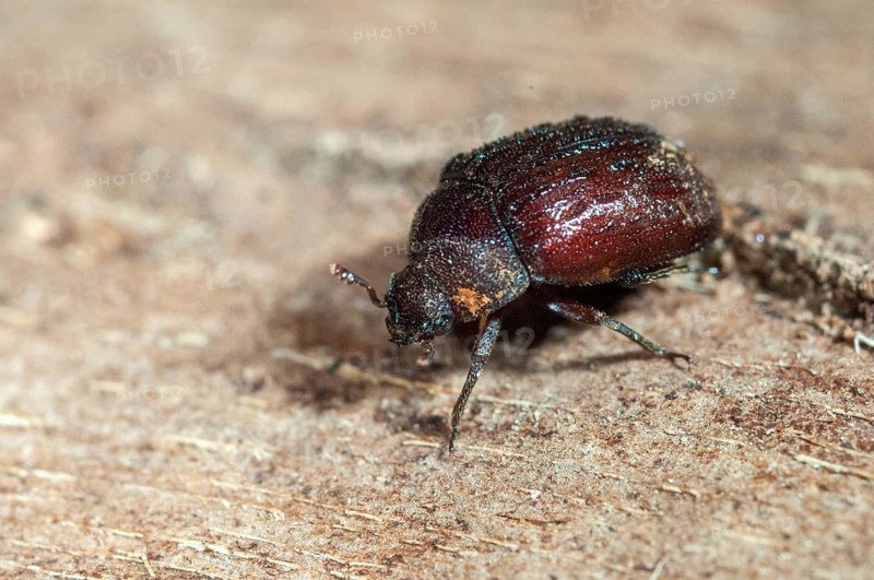 Aesalus scarabaeoides, black-brown short rotter, beetle, coleoptera, insects, beetles