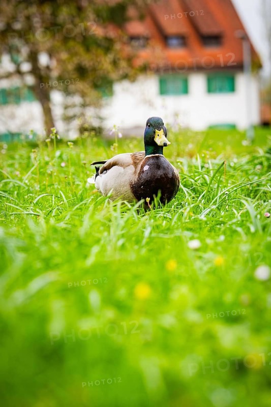Duck sitting in the thick, green grass of a meadow, buildings can be seen in the background, Isny, Allgäu, Bavaria, Germany