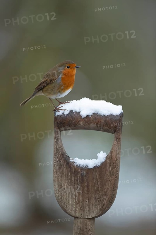 European robin (Erithacus rubecula) adult bird on a snow covered garden fork handle in winter, Suffolk, England, United Kingdom