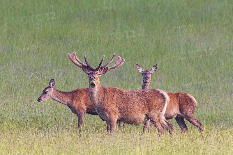 Red deer (Cervus elaphus), a male standing with two females in a meadow in a forest clearing, Bavaria, Germany