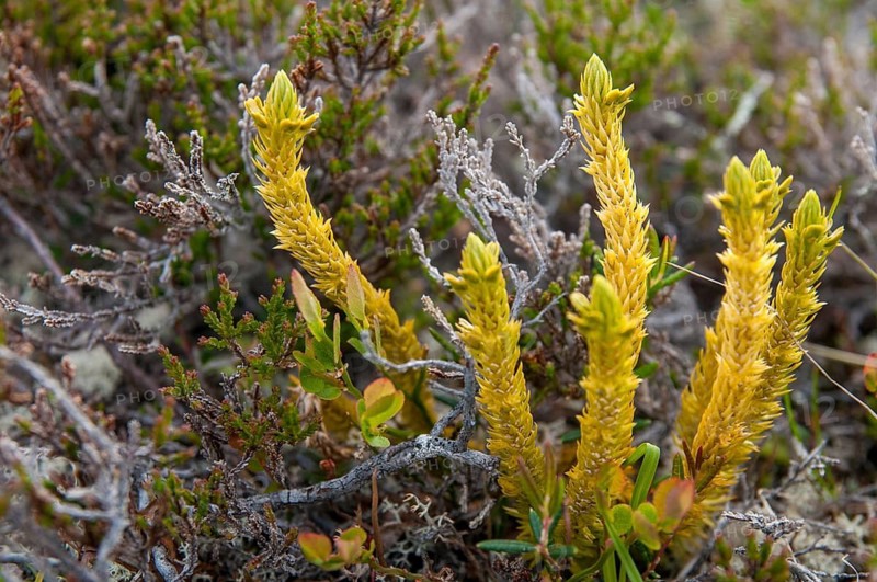 Bear lobes, Finland, Huperzia selago, Huperzia selago ssp. arctica, lycopodiaceae, fir bear lobe, fir club moss, flora, northern firmoss, plants, plants