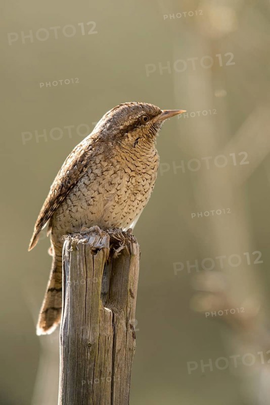 Jynx Torquilla, Wryneck, Birds, High Size, Portrait Format, Piciforms, Woodpeckers, Birds, Woodpecker