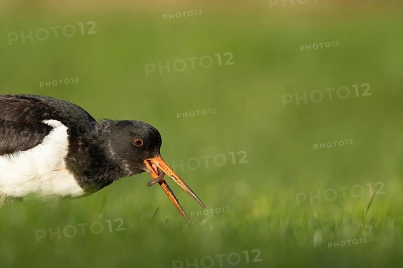 Eurasian oystercatcher (Haematopus ostralegus) adult wading bird feeding on a worm in grassland, England, United Kingdom