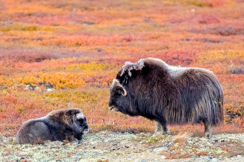 Animals, mammals, two, cow and calf, musk ox, musk ox, musky ox, sheep ox, Dovrefjell, Norway