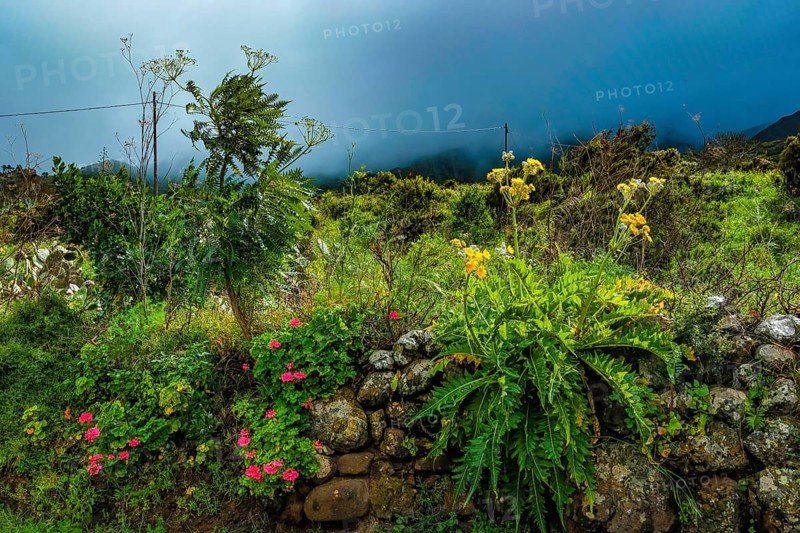 El Palmar, Tenerife, Canary Islands, Spain - hiking area around El Palmar in the Teno Mountains. On a rainy day, colorful flowers bloom on a dry stone wall against a dark thunderstorm sky