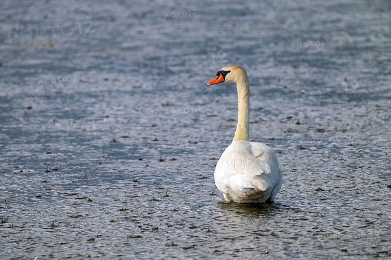 Mute Swan (Cygnus olor), by the water in the rain, Großwilfersdorf Nature Reserve, Großwilfersdorf, Styria, Austria