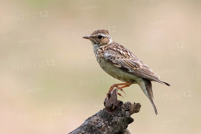 Woodlark, Lullula Arborea, Woodlark, Birds, Bulgaria, Larks, Passeri, Songbirds, Birds