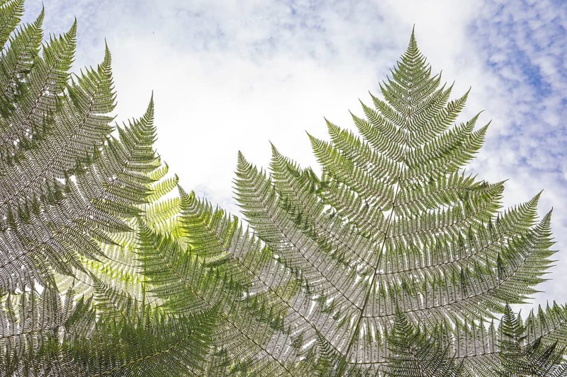 Daytime low-angle horizontal view looking up through the large fronds of a giant tree fern (Cyathea Alsophila) against a partly cloudy blue sky in a tropical rainforest. Venecia, San José, Costa Rica