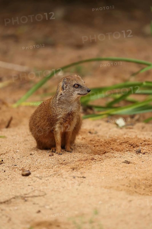 A mongoose sits quietly in the sand, surrounded by green plants, a fox mongoose (Cynictis penicillata) sitting on the ground, in captivity, Baden-Württemberg, Germany