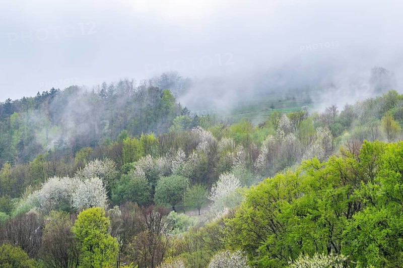 View over the forests with blooming cherry trees on a rainy day with lots of fog in springr, Horna Suca, Slovakia