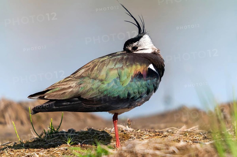 Lapwing, vanellus vanellus, birds, charadriiformes, limikolen, plovers, sleep, birds, waders, waders
