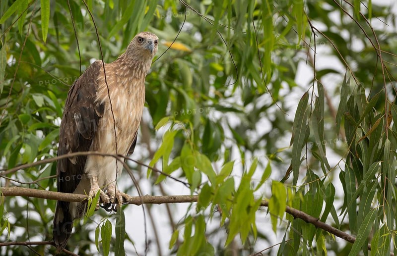 Grey-headed Fish Eagle (Icthyophaga ichthyaetus) perched on a tree branch, Sreepur, Gazipur, Bangladesh