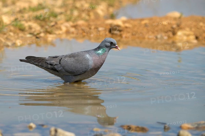Columba Oenas, Holdove, Stock Pigeon, Bath, Bathe, Bird Bath, Birds, Columbidae, Doves, Mirror, Reflection, Pigeons, Drinking, Birdbath, Birds, Watering Place