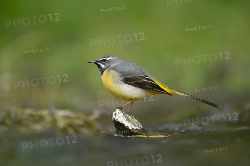 Grey wagtail (Motacilla cinerea) adult bird on a stone in a river, England, United Kingdom