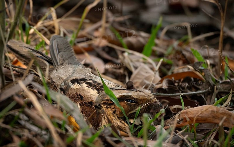 Large-tailed Nightjar (Caprimulgus macrurus) perfectly camouflaged on the forest floor among dry leaves, sreepur, Gazipur, Bangladesh