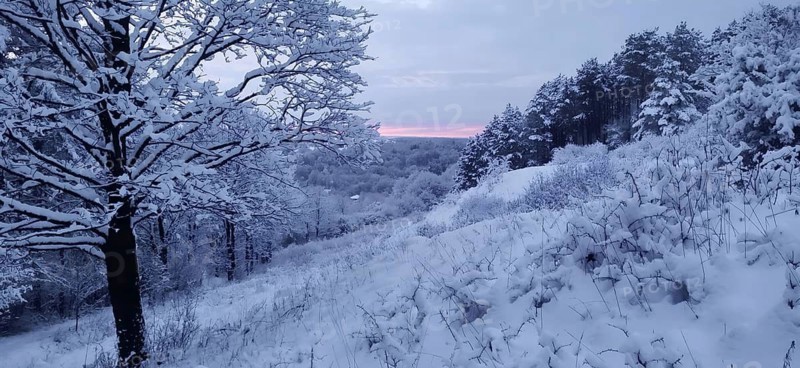 Hilly snowy landscape with forest and a soft pink sunset in the background, Kronach, winter in the Frankenwald nature park Park, Upper Franconia