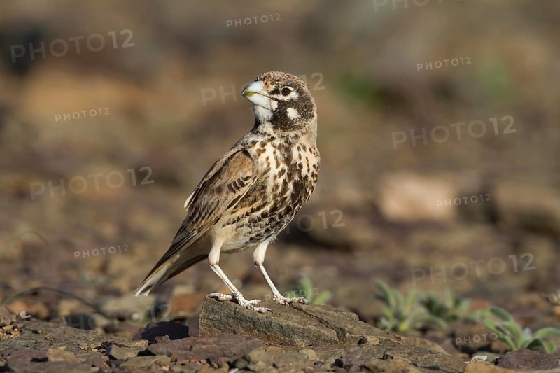 Thick-billed Lark - Knackerlerche - Rhamphocory clotbey, Morocco, male