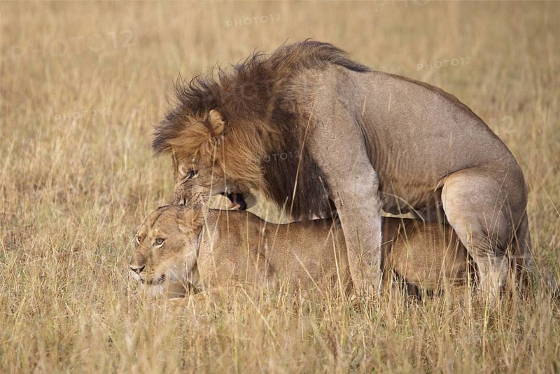 African Lion (Panthera leo) male and female mating, Masai Mara, Kenya