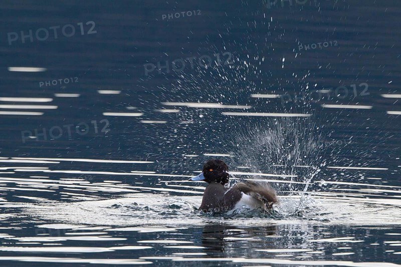 Tufted Duck (Aythya fuligula) male bathing, Carinthia, Austria