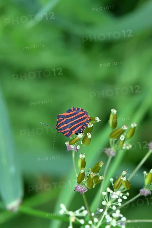 Stripe bugs (Graphosoma italicum) mating on a flower of the meadow chervil (Anthriscus sylvestris), macro photograph, Wilnsdorf, North Rhine-Westphalia, Germany